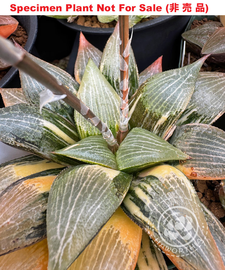 SE-642 H. hyb 'Purple No.19' variegate, 10 seeds, 2025