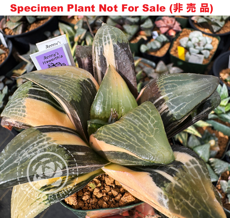 SE-689 H. hyb 'Purple No.2' variegate, 10 seeds, 2025