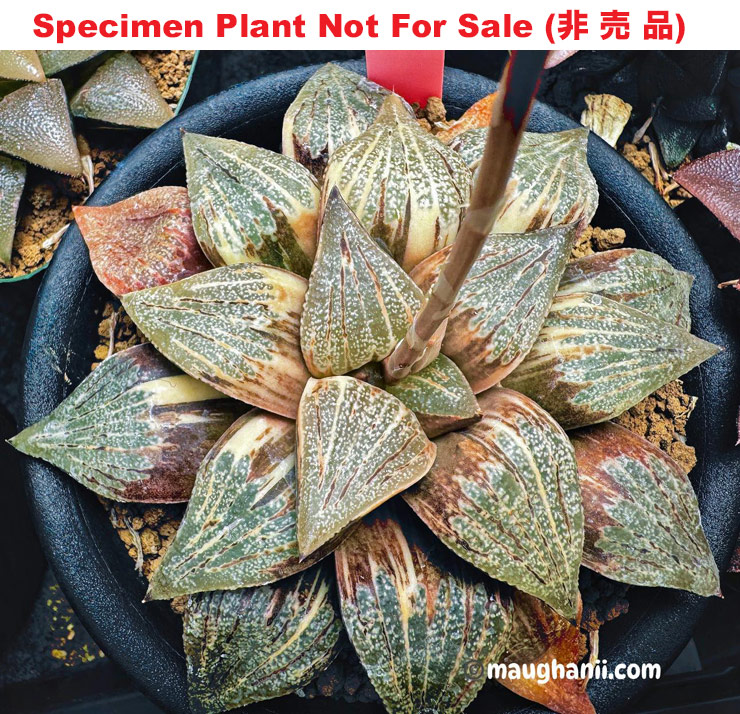 SE-656 H. hyb 'Purple No.36 2021' varie, 10 seeds, 2025