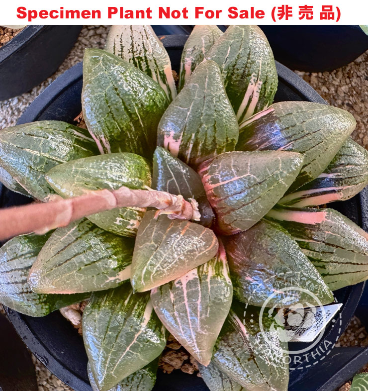 SE-622 H. comcore 'RS008-2016' variegate, 10 seeds, 2025