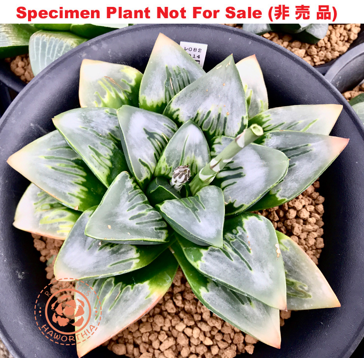 Hyb-594 H. hyb 'Venus', 10 seeds, 2025