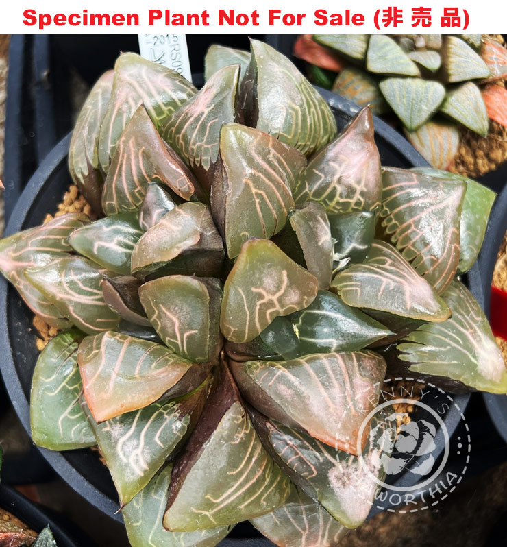 Hyb-529 H. comcore 'RS097-2015', 10 seeds, 2025