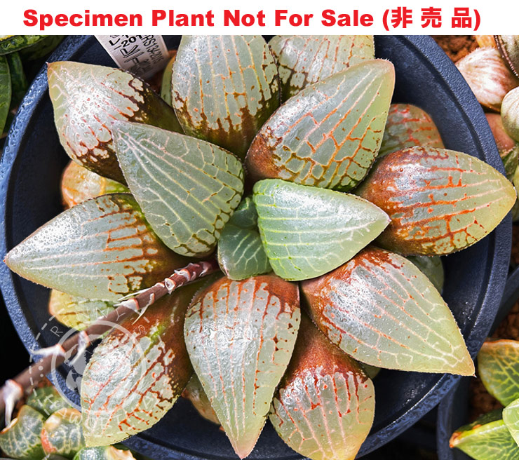 Hyb-222 H. comcore 'Floating Seaweed', 10 seeds, 2025