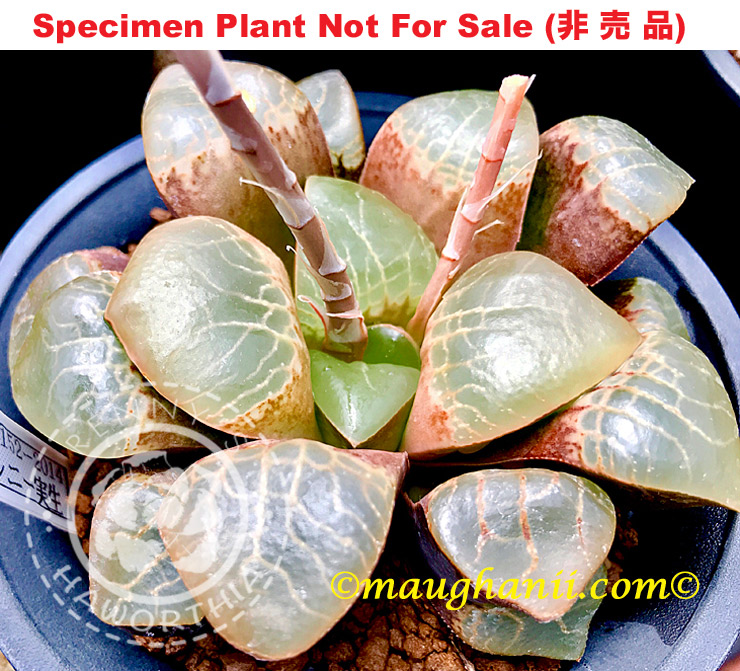 Hyb-211 H. comcore 'RS152-2014', 10 seeds, 2025 Hyb-211 H. comcore 'RS152-2014', 10 seeds, 2025
