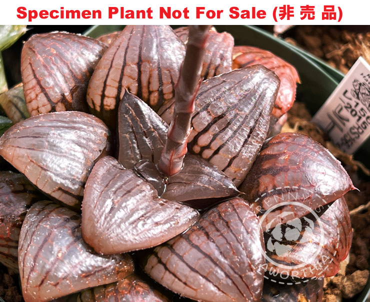 Hyb-576 H. hyb 'RS156-2015', 10 seeds, 2025