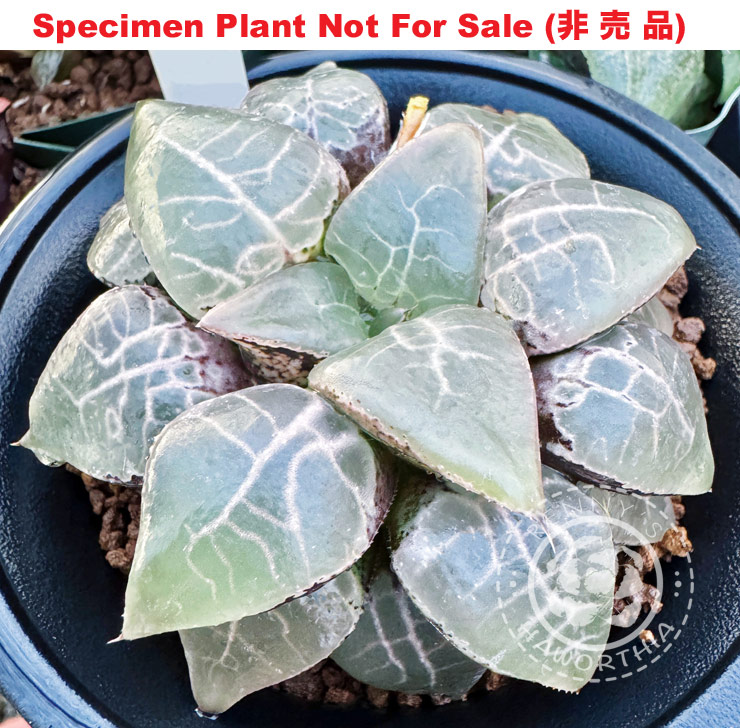 Hyb-409 H. hyb 'Blue Angel' (RS328-2014), 10 seeds, 2025