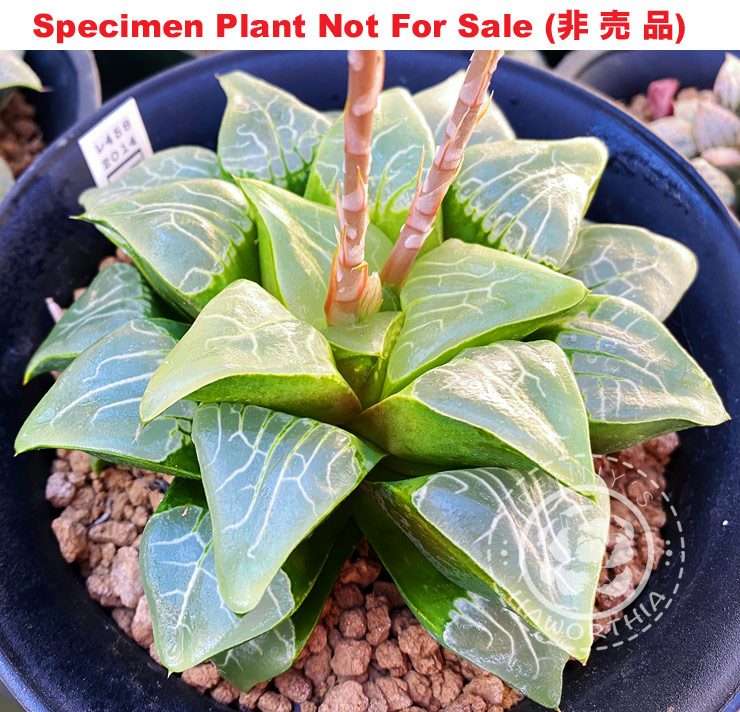 SE-685 H. hyb 'RS458-2014', 10 seeds, 2025