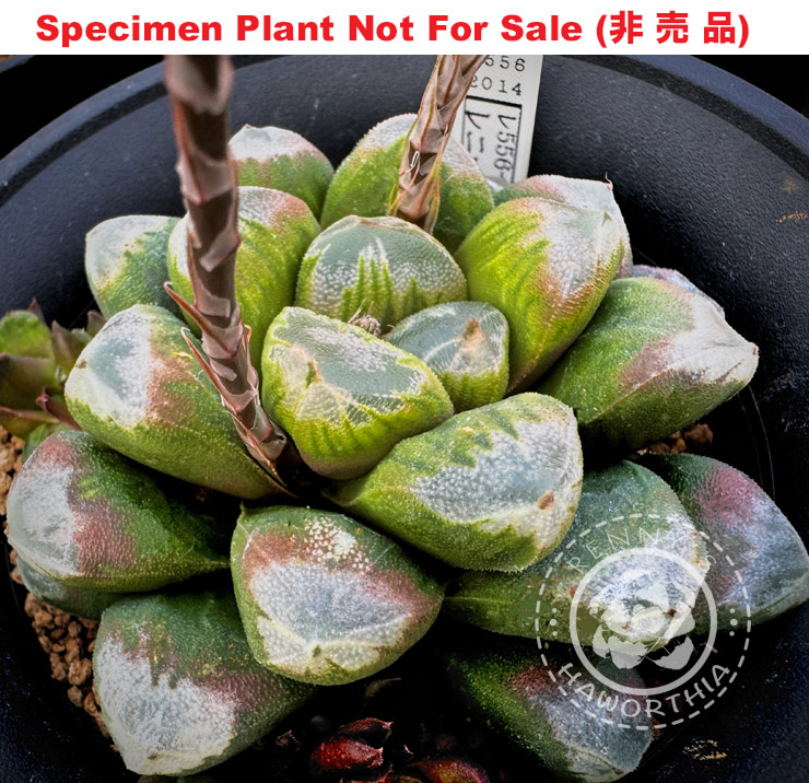 Hyb-909 H. maughanii hyb 'RS556-2014', 10 seeds, 2025
