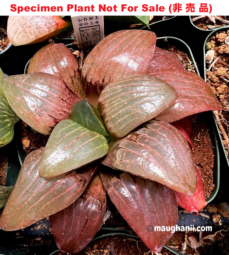 Hyb-362 H. hyb 'RS591-2014', 10 seeds, 2025 Hyb-362 H. hyb 'RS591-2014', 10 seeds, 2025