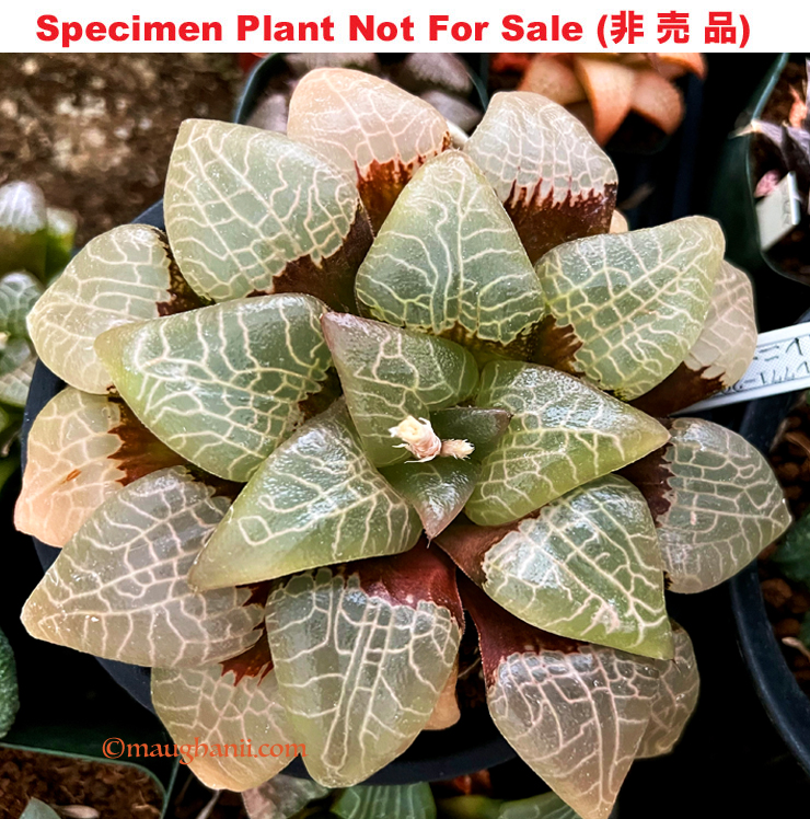 Hyb-283 H. correcta 'RS771-2014', 10 seeds, 2025