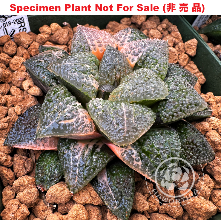 SE-681 H. hyb 'RS018-2020' variegate, 10 seeds, 2025