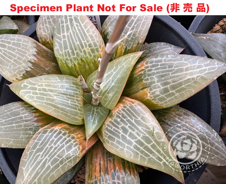 SE-651 H. hyb 'RS019-2016' varie, 10 seeds, 2025
