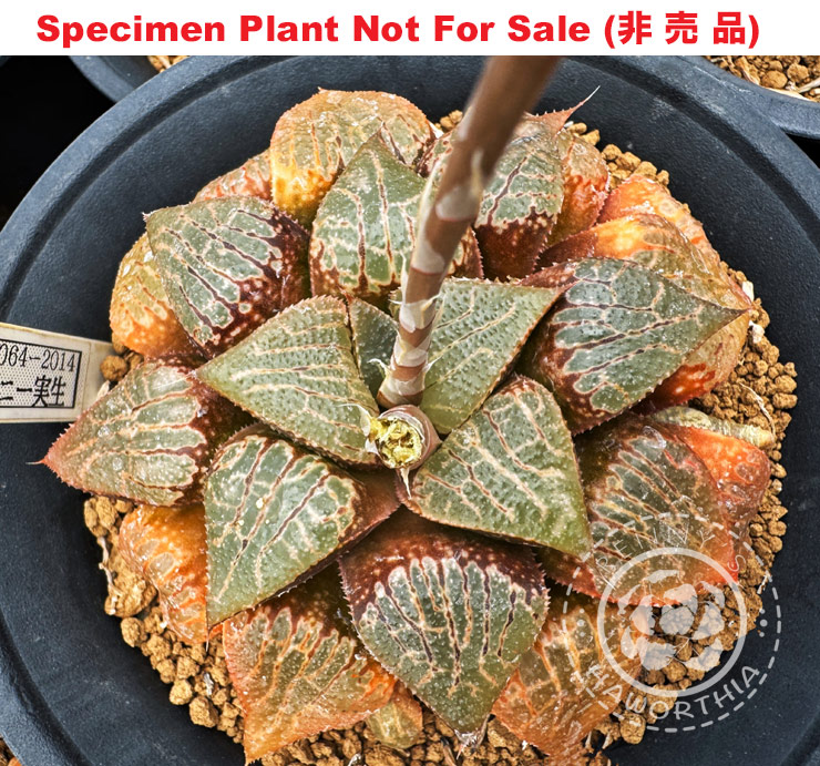 Hyb-242 H. cocmore 'RS064-2014', 10 seeds, 2025