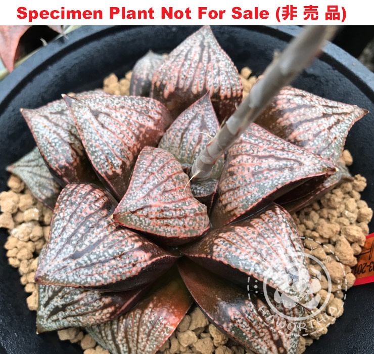 Hyb-520 H. hyb 'RS093-2013', 10 seeds, 2025 Hyb-520 H. hyb 'RS093-2013', 10 seeds, 2025