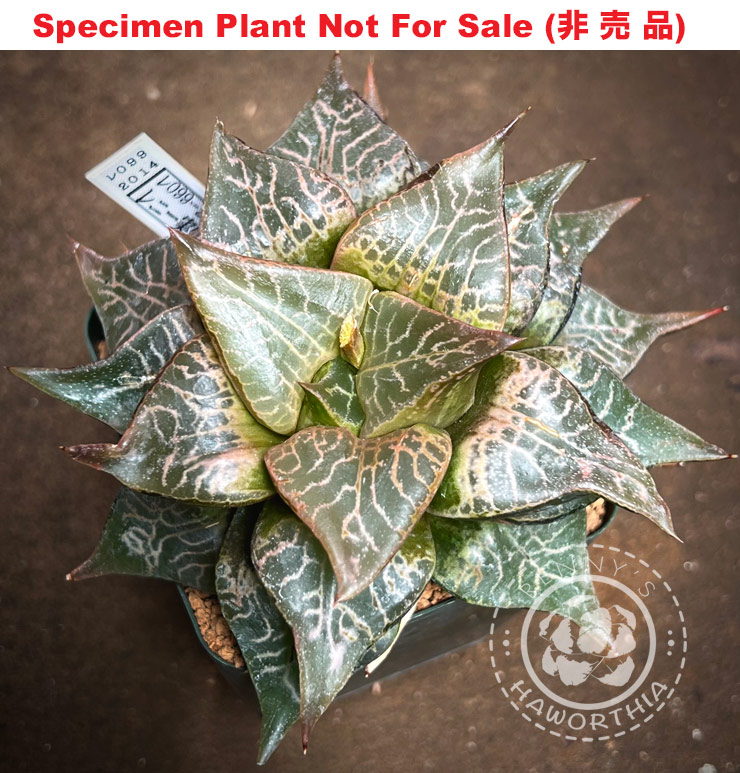 Hyb-486 H. hyb 'RS099-2014', 10 seeds, 2025 Hyb-486 H. hyb 'RS099-2014', 10 seeds, 2025