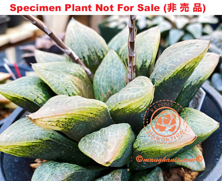 Hyb-268 H. hyb 'RS131-2015', 10 seeds, 2025