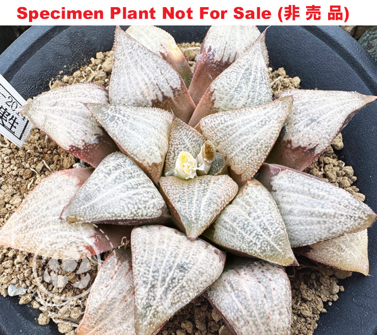 Hyb-296 H. hyb 'RS184-2014', 10 seeds, 2025