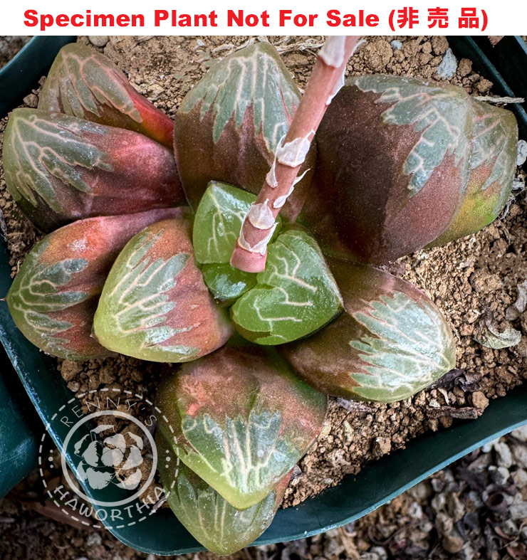 Hyb-339 H. hyb 'RS189-2014', 10 seeds, 2025 Hyb-339 H. hyb 'RS189-2014', 10 seeds, 2025