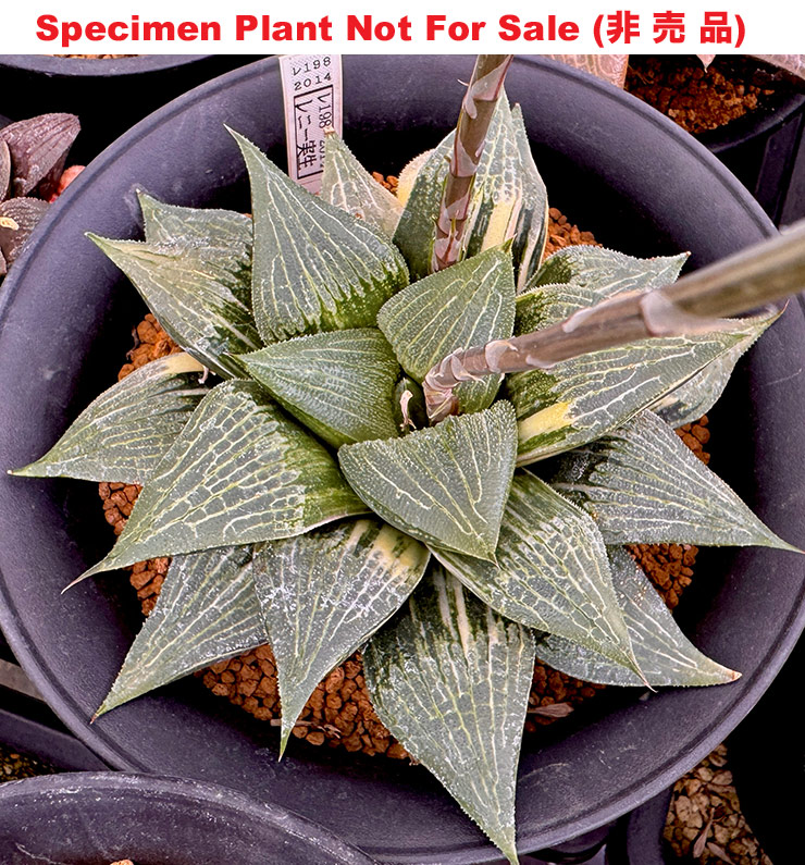 SE-676 H. hyb 'RS198-2014' variegate, 10 seeds, 2025