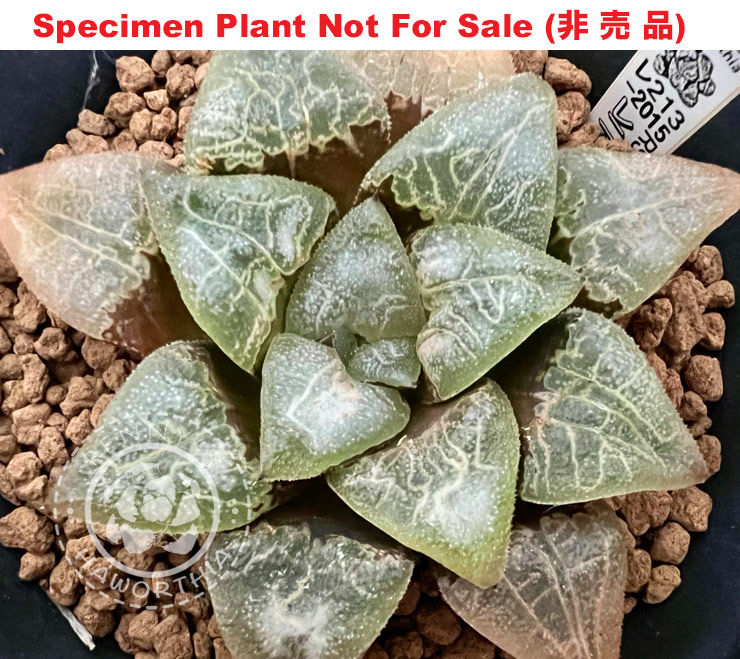 Hyb-564 H. hyb 'RS213-2015', 10 seeds, 2025