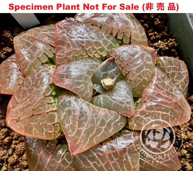 Hyb-412 H. hyb 'S2', 10 seeds, 2025