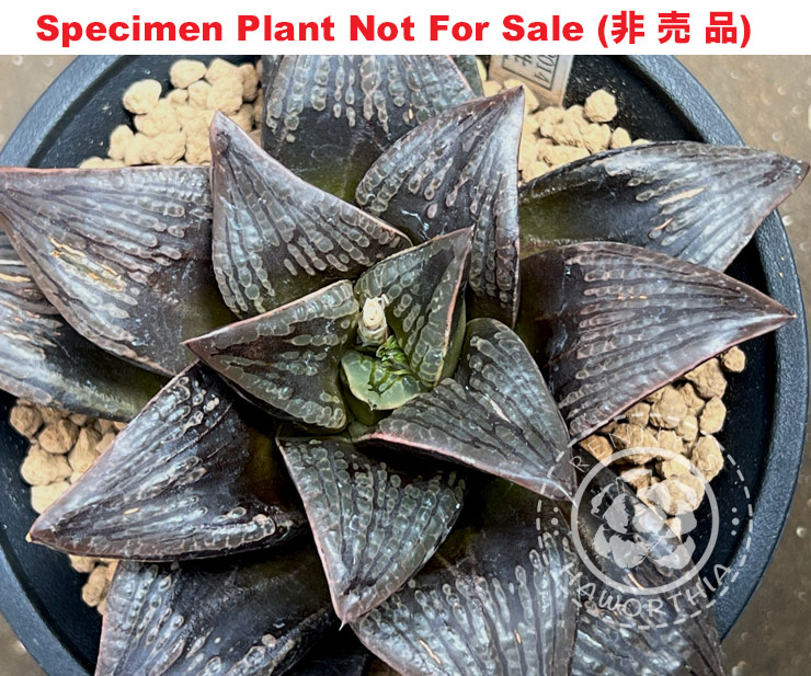 Hyb-206 H. cv 'RS233-2014', 10 seeds, 2025 Hyb-206 H. cv 'RS233-2014', 10 seeds, 2025
