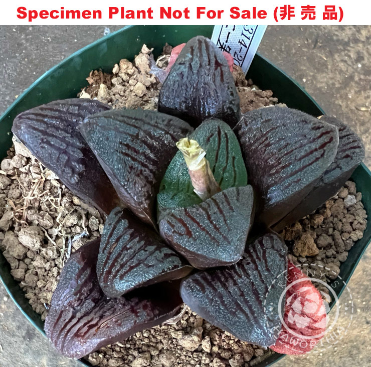 Hyb-554 H. hyb 'RS314-2014', 10 seeds, 2025