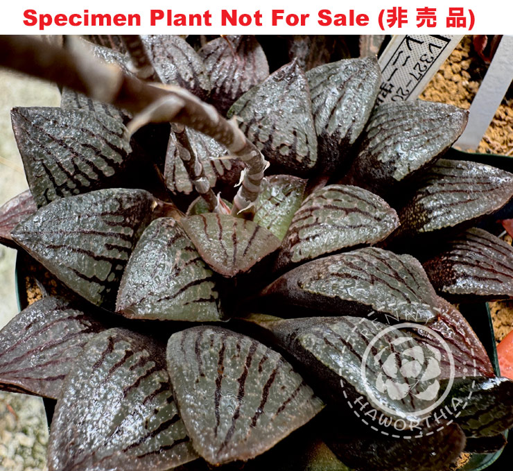 Hyb-461 H. hyb 'RS327-2014' Kuro Dekenahi X, 10 seeds, 2025 Hyb-461 H. hyb 'RS327-2014' Kuro Dekenahi X, 10 seeds, 2025