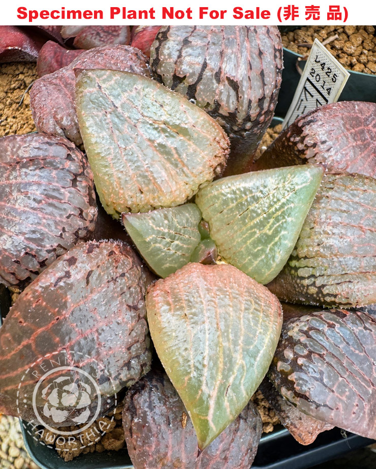 Hyb-441 H. hyb 'RS425-2014', 10 seeds, 2025 Hyb-441 H. hyb 'RS425-2014', 10 seeds, 2025