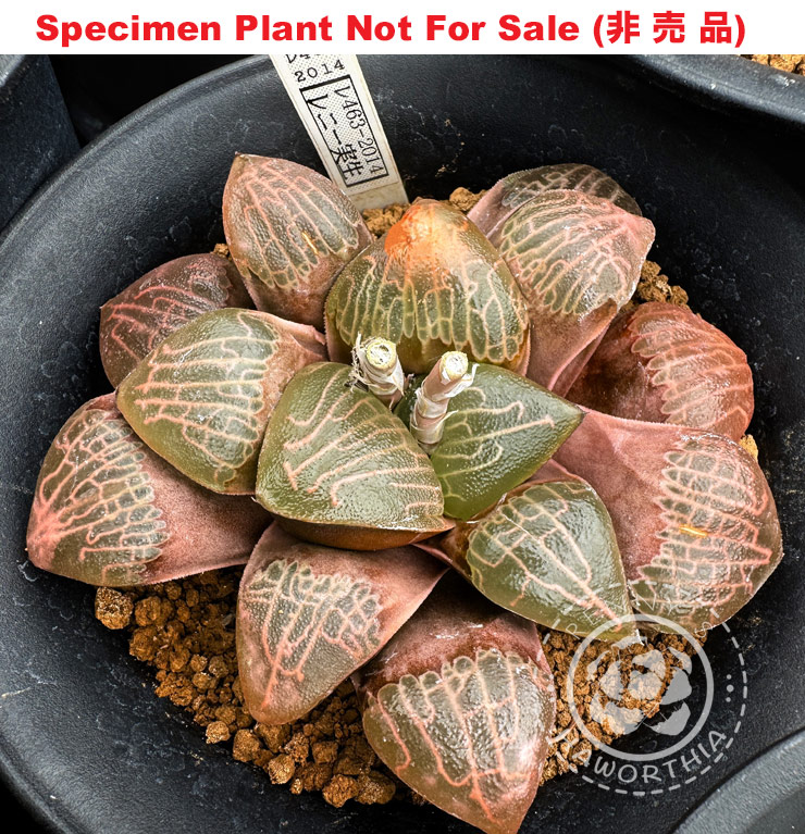 Hyb-234 H. comcore 'RS463-2014', 10 seeds, 2025