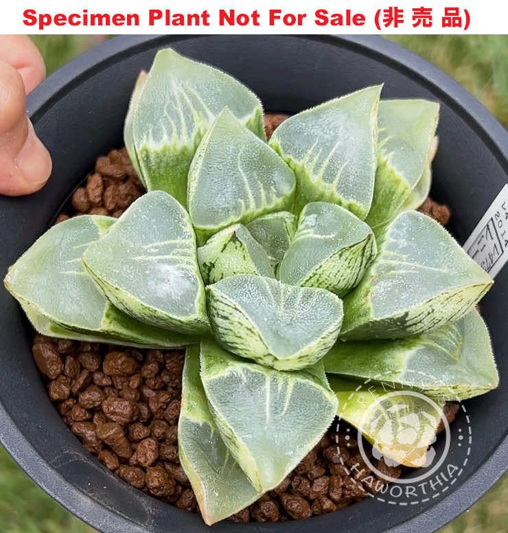 Hyb-495 H. hyb 'RS473-2014', 10 seeds, 2025 Hyb-495 H. hyb 'RS473-2014', 10 seeds, 2025