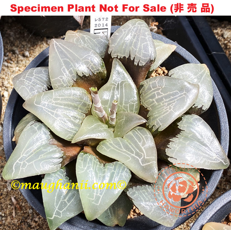 Hyb-368 H. comcore 'RS572-2014', 10 seeds, 2025 Hyb-368 H. comcore 'RS572-2014', 10 seeds, 2025