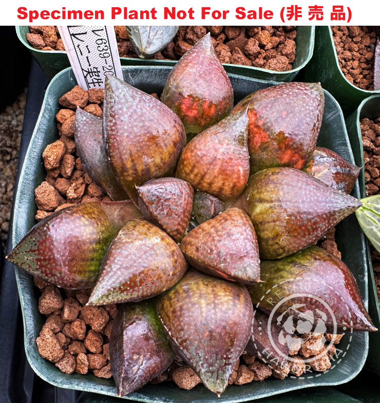 Hyb-549 H. hyb 'RS639-2014', 10 seeds, 2025