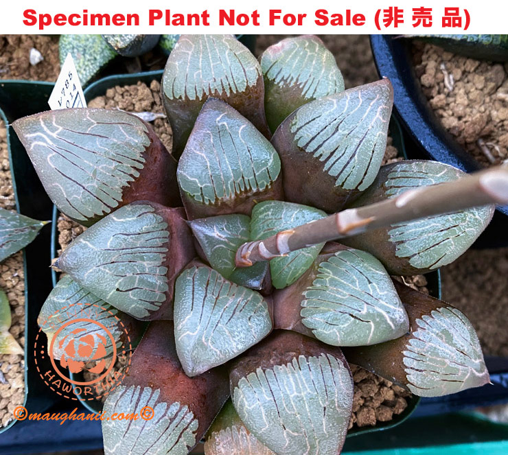 Hyb-266 H. correcta 'RS785-2014', 10 seeds, 2025