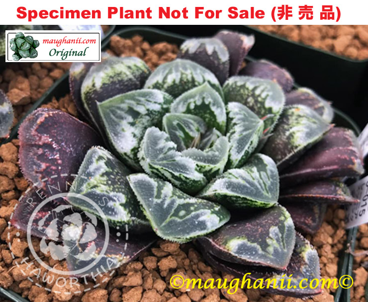 Hyb-487 H. hyb 'Rainier Spring', 10 seeds, 2025 Hyb-487 H. hyb 'Rainier Spring', 10 seeds, 2025