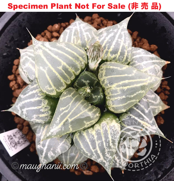 Hyb-523 H. hyb 'Ryusui', 10 seeds, 2025 Hyb-523 H. hyb 'Ryusui', 10 seeds, 2025