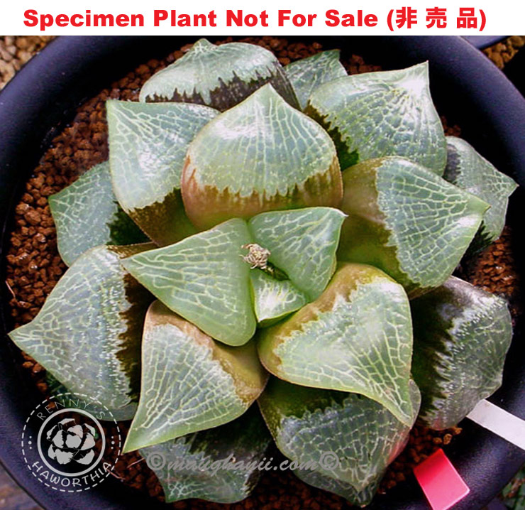 Hyb-214 H. hyb 'Saiko', 10 seeds, 2025 Hyb-214 H. hyb 'Saiko', 10 seeds, 2025