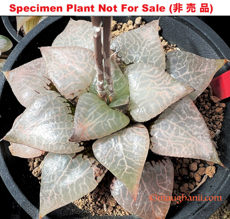 Hyb-312 H. compto 'Super Sakai Lens', 10 seeds, 2025 Hyb-312 H. compto 'Super Sakai Lens', 10 seeds, 2025