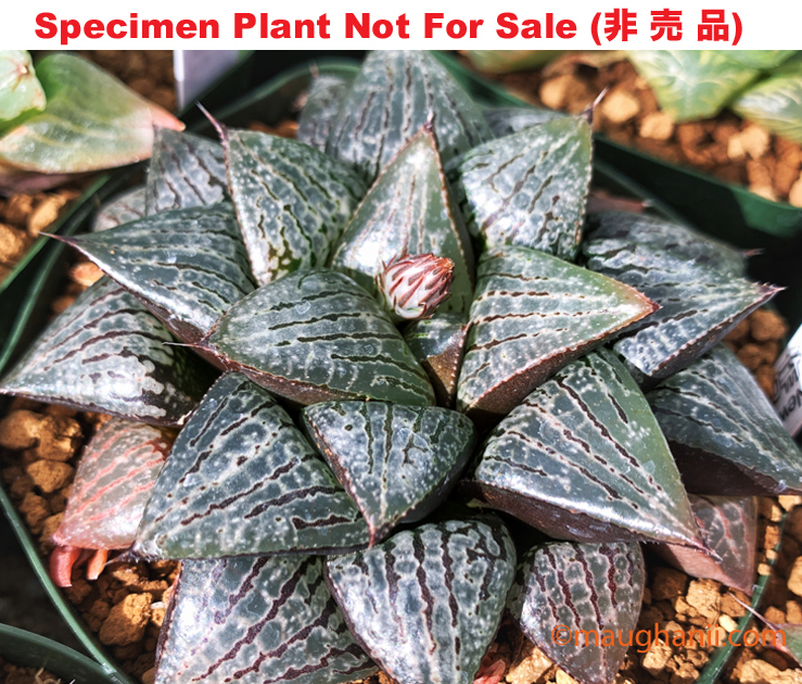 Hyb-575 H. hyb 'Blondie' (Sakuhin No.15), 10 seeds, 2025