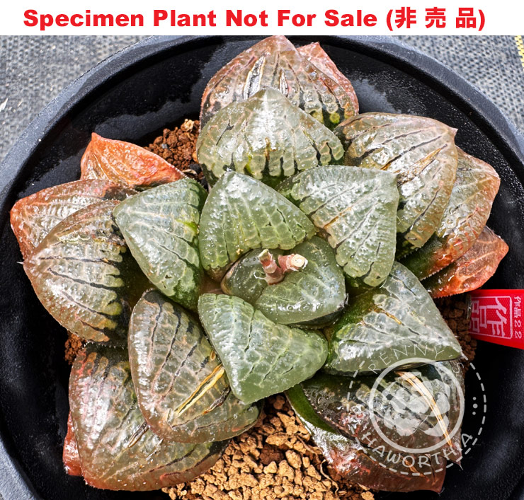 Hyb-338 H. hyb 'Sakuhin 22', 10 seeds, 2025 Hyb-338 H. hyb 'Sakuhin 22', 10 seeds, 2025