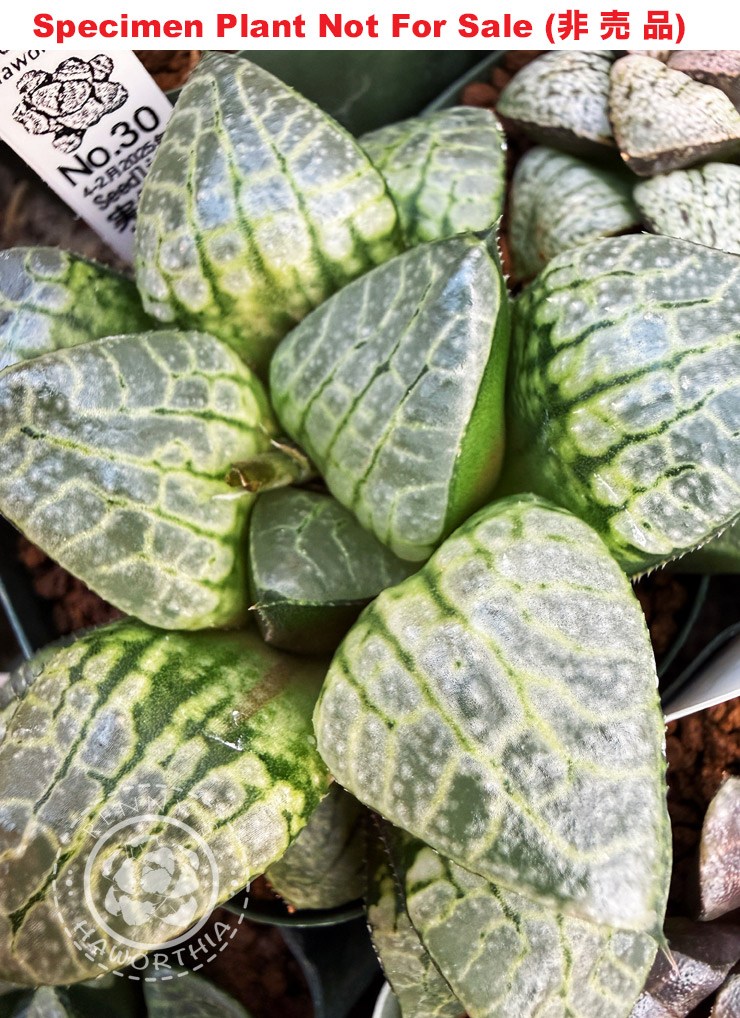 Hyb-958 H. hyb Seedling 'Nov 30', 10 seeds, 2025