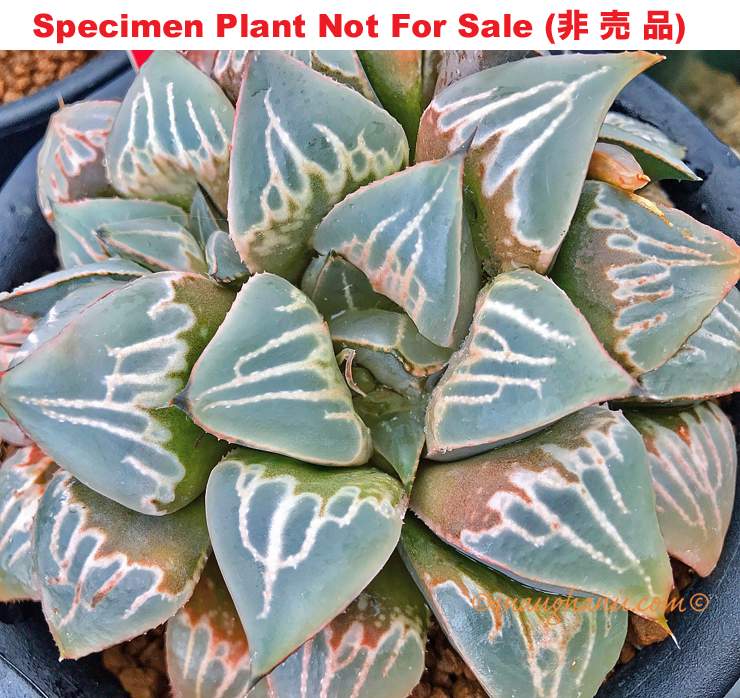 Hyb-407 H. hyb 'Seishun', 10 seeds, 2025