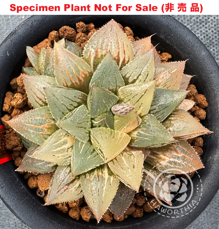 SE-678 H. hyb 'Shin Korizato' Nishiki, 10 seeds, 2025