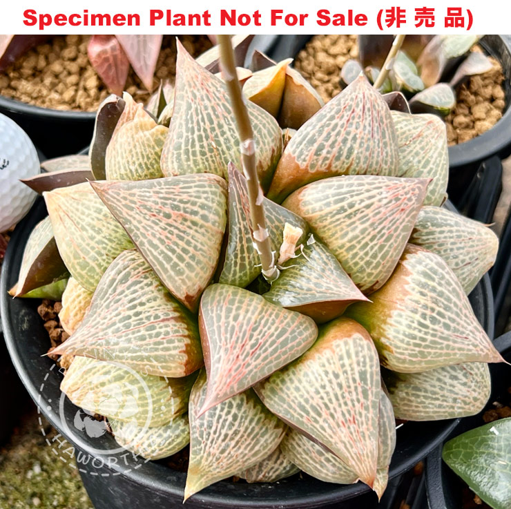 Hyb-459 H. hyb 'Shinryokuzan' XL grower, 10 seeds, 2025 Hyb-459 H. hyb 'Shinryokuzan' XL grower, 10 seeds, 2025