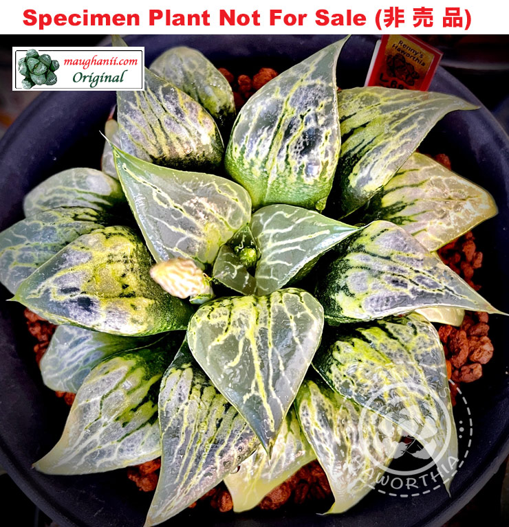 Hyb-581 H. hyb 'Shirakaba', 10 seeds, 2025