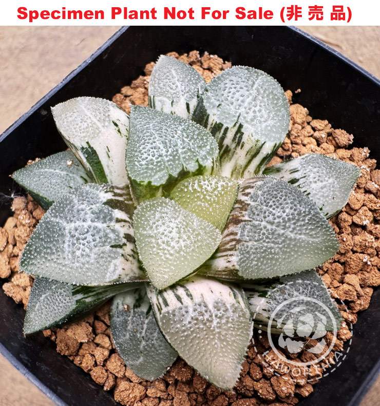 SE-626 H. hyb 'Shiro Mazinger' variegate, 10 seeds, 2025
