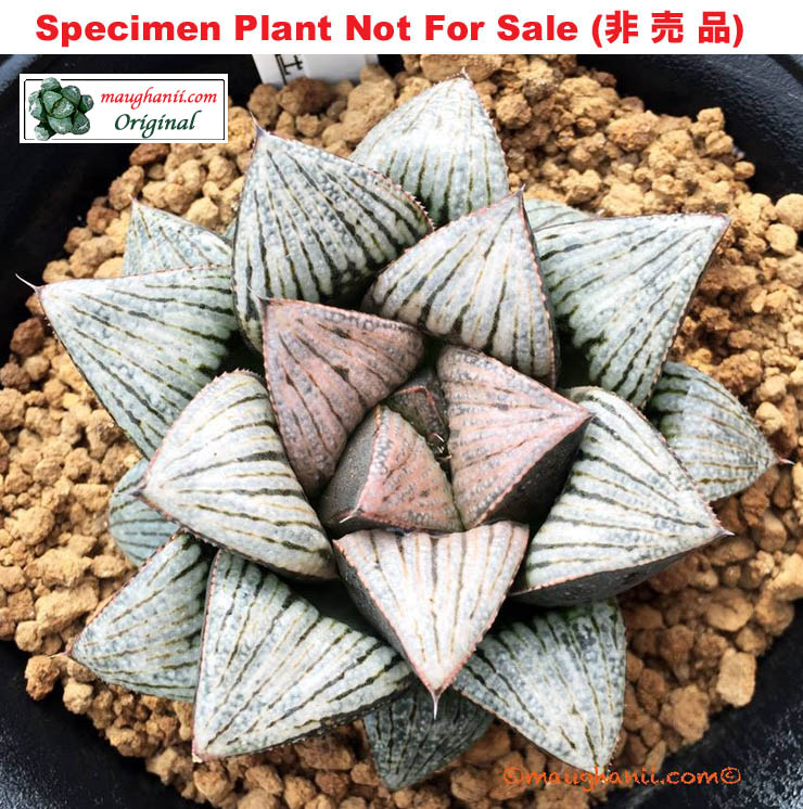 Hyb-599 H. hyb 'Silhouette', 10 seeds, 2025