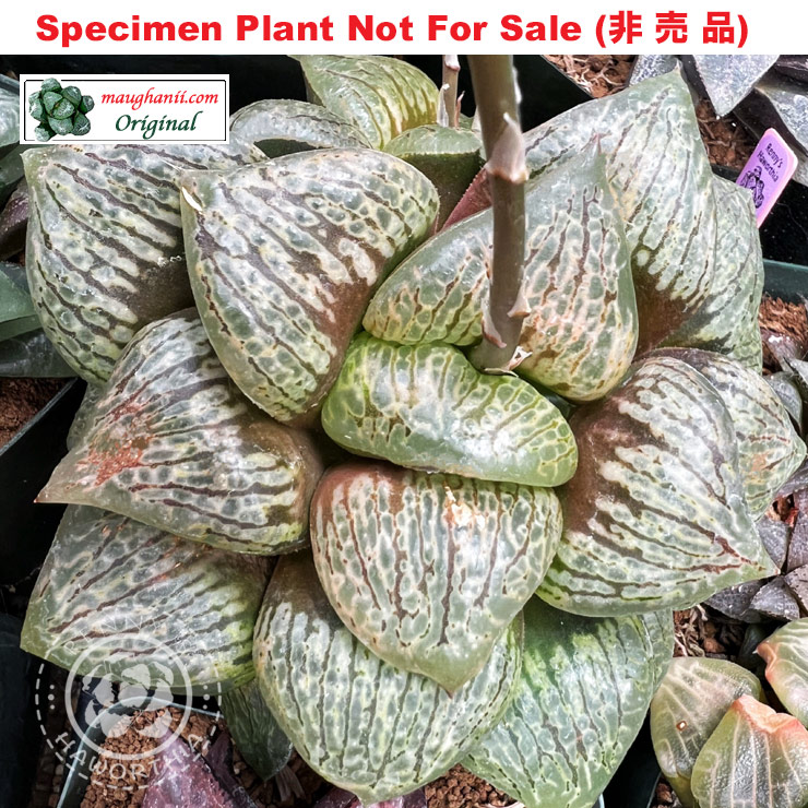 Hyb-245 H. hyb 'Silver Kouryu', 10 seeds, 2025
