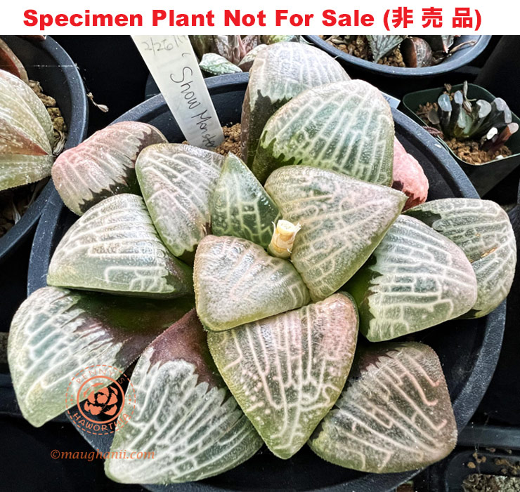 SE-616 H. hyb 'Snow Monster', 10 seeds, 2025