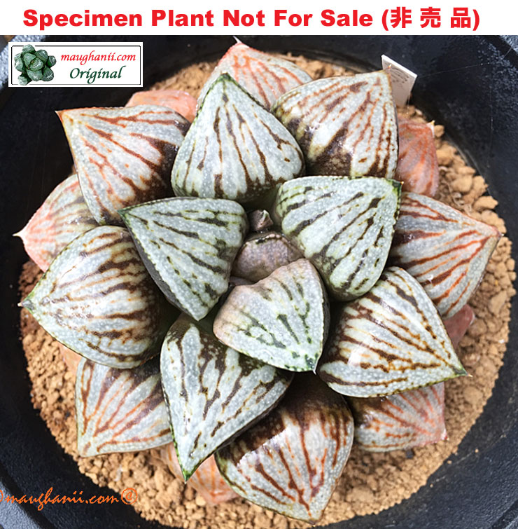 Hyb-444 H. hyb 'Sonata', 10 seeds, 2025 Hyb-444 H. hyb 'Sonata', 10 seeds, 2025
